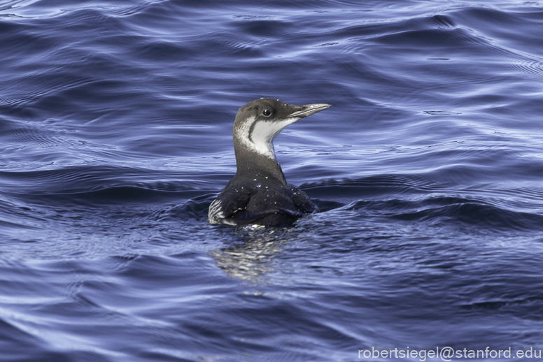 Monterey Bay whale watching